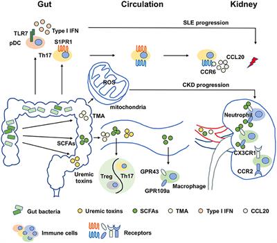 Gut Dysbiosis and Kidney Diseases